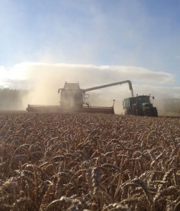 Harvesting West Lothian.