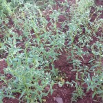 AHI Flower trial Berwickshire