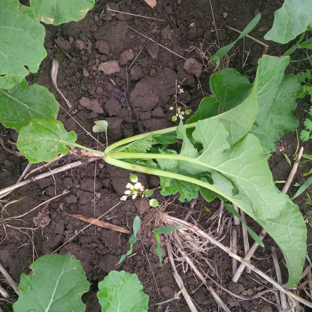 Strip til drilled OSR