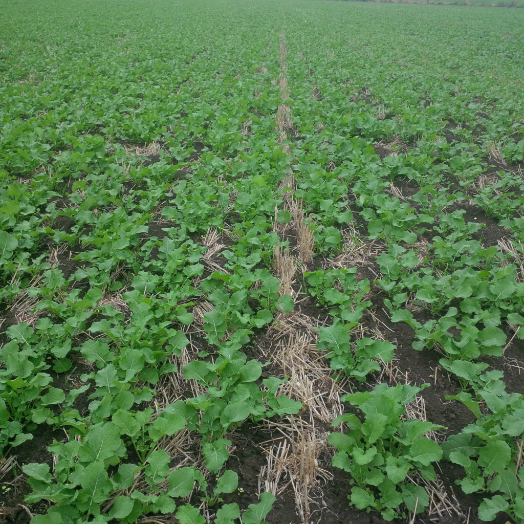 Strip til drilled OSR