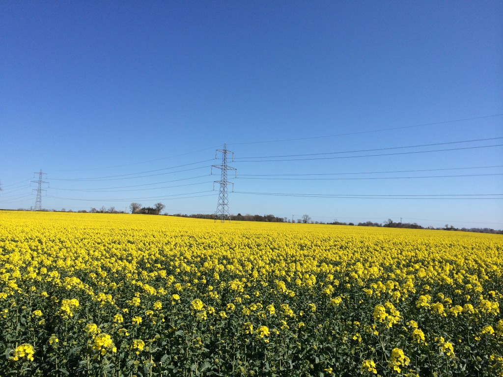 flowering OSR