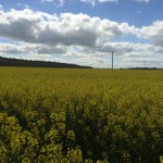 flowering OSR