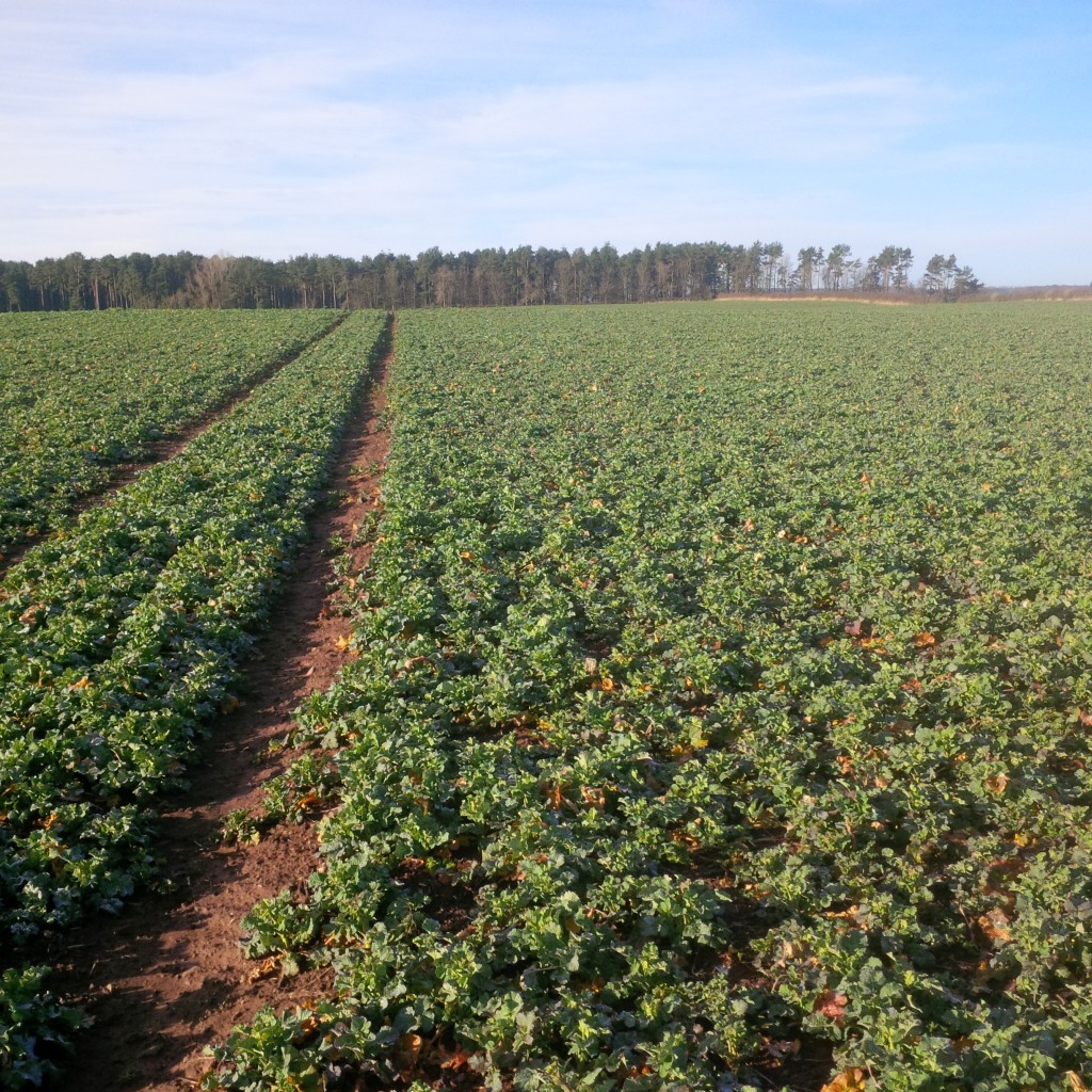 Strip til drilled OSR