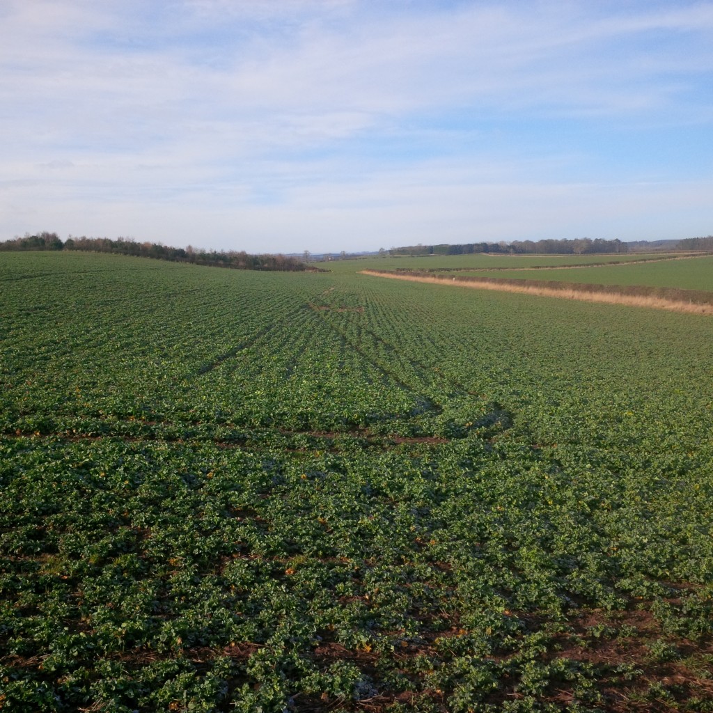 Strip til drilled OSR