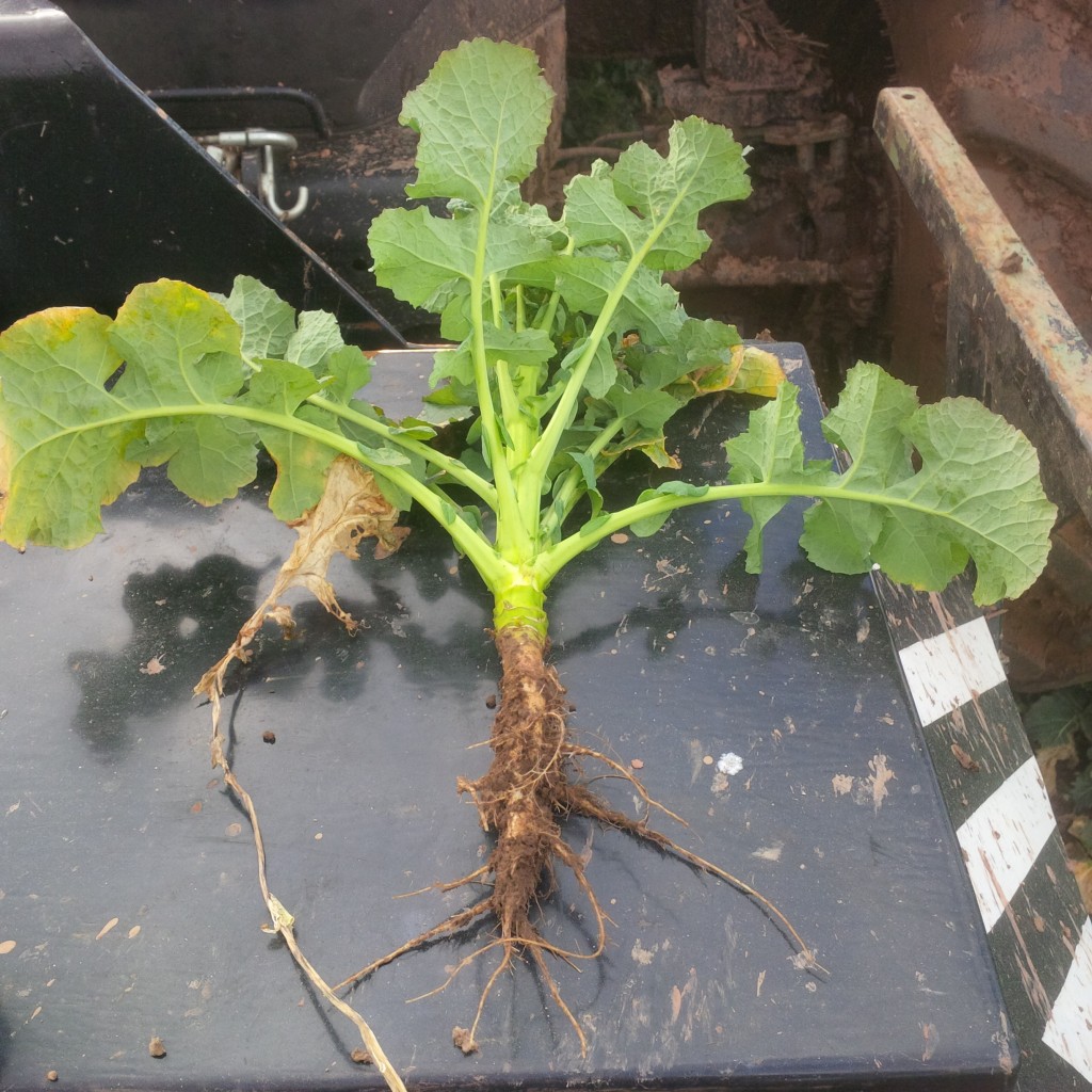 Strong/healthy OSR plant