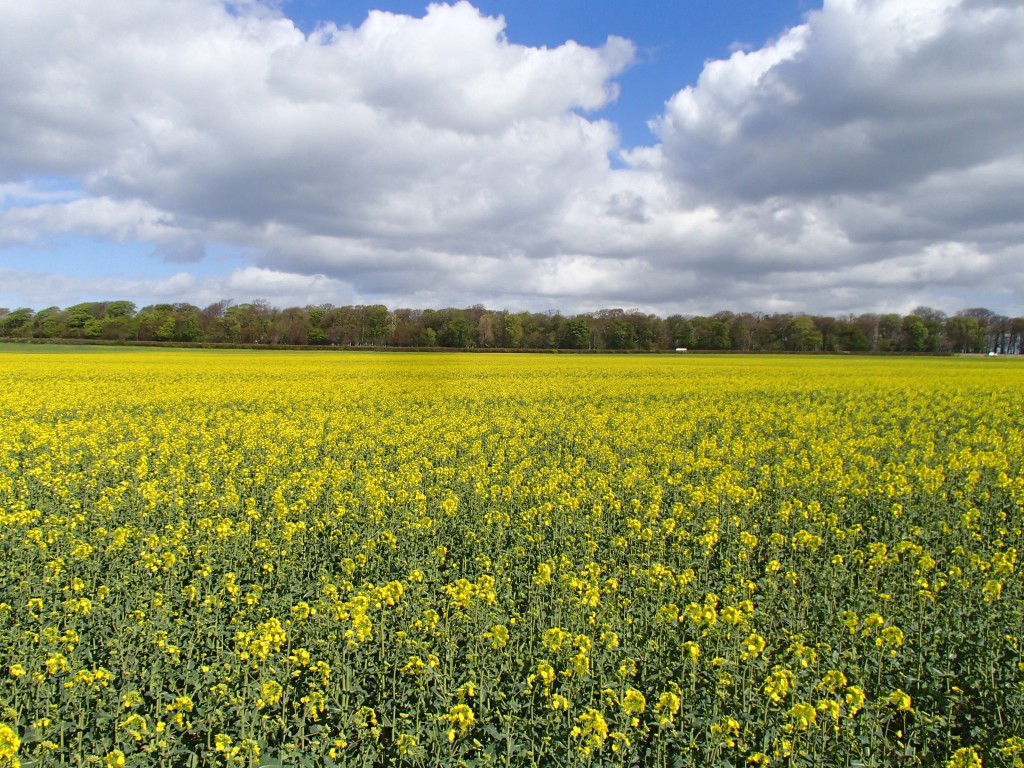 flowering OSR