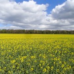 flowering OSR