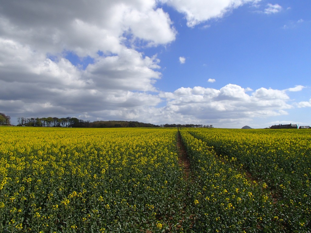 flowering OSR